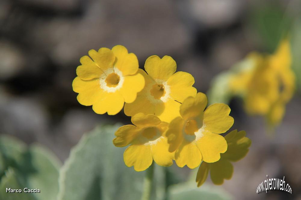 11_Primula Auricola (primula orecchia d'orso).JPG